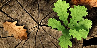 Cynthia Bourgeault: Bewusstes Altern