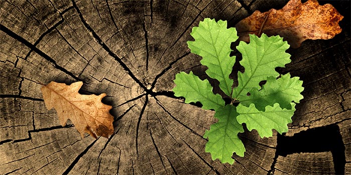 Cynthia Bourgeault: Altwerden als Geisteshaltug